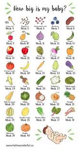 Studious Pregnancy Baby Size Chart Fruit Baby Size Pregnancy