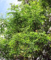 Image result for Tragia adenanthera