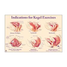 indications for kegel exercises chart pelvic floor