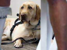 Federal Government May Tighten Restrictions On Service Animals On Planes Npr