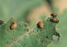 Preventive control measures for the management of pest and diseases in olive may include: Eggplant Diseases And Pests Description Uses Propagation
