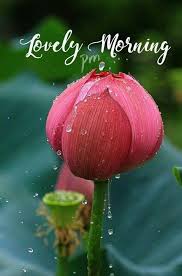 Good Morning Images Facebook Motivational gm images for whatsapp. good morning images facebook