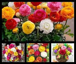 Delivery today · flowers from $19.99 · satisfaction guaranteed Colors Of Rose Flowers Best Flower Delivery Flower Delivery Anniversary Flowers