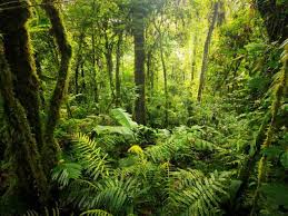 Namun, yang akan menjadi poin utama pembahasan pada kesempatan kali ini yaitu mengenai beberapa contoh hasil hutan dan pemanfaatannya. 5 Jenis Sumber Daya Alam Dan Manfaatnya Untuk Kehidupan Hot Liputan6 Com