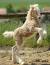 Black Curly Horse