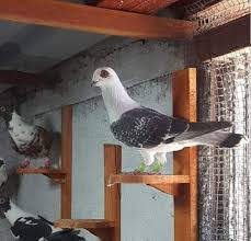 Keith Fairchild Adli Kullanicinin Pigeons Panosundaki Pin