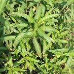 Image result for Persicaria barbata