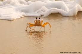 Friendly Animals Ghost Crabs Ocean Life Beach I Love The Beach