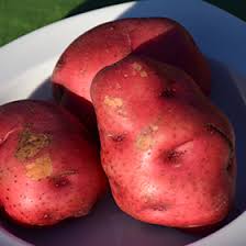 Image result for Solanum tuberosum