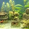 Asian jungle themed fish tank. Https Encrypted Tbn0 Gstatic Com Images Q Tbn And9gcsvmk84dbe0 493jt6sjairkjb3lo99gej0ckqplunin Qugu A Usqp Cau
