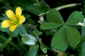 Image result for Oxalis corniculata