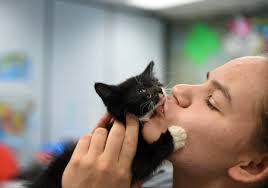 Foster kittens find a welcoming sanctuary at Conrad Weiser High School