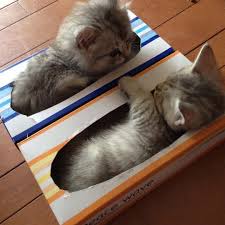 Kittens In Kleenex Boxes Click The Link In My Bio Jurale13 And What You Will Find There Use It As A Gift Gattini Piccoli Gattini Adorabili Gattini