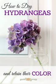 Flowers and leaves retain their rich colors when dried this way. The Simple Way To Dry Hydrangea Flowers And Retain Their Color