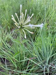 Image result for Dolichopentas