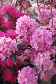 Rhododendron X Midnight Ruby Rhododendron Evergreen Dark Foliage With Pink Flowers 3 Size Container Rhododendron Foliage Purple Flowers