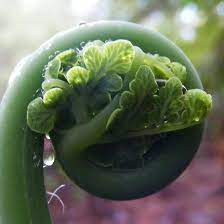 Swirl By Esther S Art And Photography The Opening Up Of A Fern Leaf In The Forest Green Ferns Fern Frond Plant Study