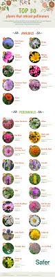 Choose from my list of flowers that repel bees or are less attractive to insect for these areas. Top 30 Plants That Attract Pollinators Pollinator Plants Pollinator Garden Pollination