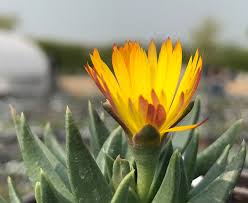 Image result for Hereroa