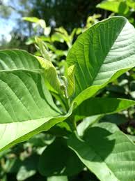 Fruit is produced in clusters in the fall and winter in tropical regions. Mexican Cream Guava Tree Psidium Guajava Urban Tropicals