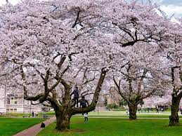 Pin Di Cherry Blossoms Uw