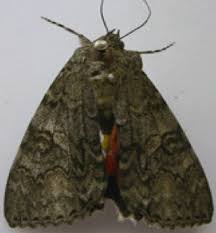 Image result for Catocala electa