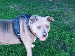 Fundraiser by Nadene McIntyre : Nevaeh's Surgery Fundraiser