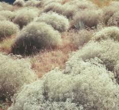 Jun 14, 2021 · the baby's breath plant likes an alkaline or sweet soil. Washington State Noxious Weed Control Board