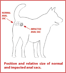 The Scooting Dog Decoded Whole Dog Journal
