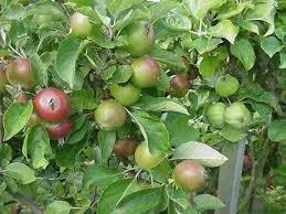 By staff writer last updated march 30, 2020 apples, pears, peaches, cherries, blackberries, strawberries, quinces, apricots, and raspberries are fruits of the rose family. Designer Family Trees