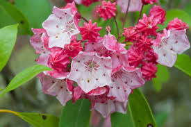 This fungal disease can often be prevented by purchasing a resistant variety and by providing plenty. 24 Different Types Of Laurel Flowers Plus More Home Stratosphere