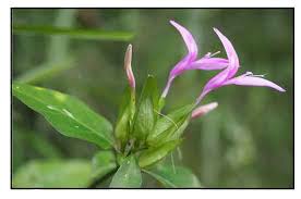 Image result for Dicliptera clinopodia