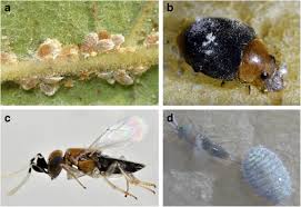 As far as citrus essential oils are concerned, recent studies demonstrate that essential oils produced without chemical pesticides are not only. Towards Pesticide Free Farming Sharing Needs And Knowledge Promotes Integrated Pest Management Springerlink
