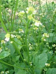 Image result for Crambe hispanica