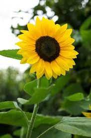 How To Grow Sunflower Mazes Growing Sunflowers When To Plant Sunflowers Planting Sunflowers