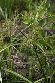 Image result for Cyperus distans