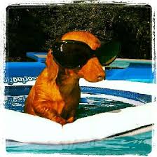 Pin By Sarah Williams On Wo Mans Best Friend Dachshund Love Weenie Dogs Cutest Puppy Ever