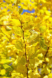 Image result for hornbeam hedge in winter