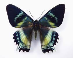En cualquier caso,como debería llamarte? Alcides Orontes Male Aureus Butterflies Insects