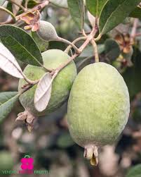 Image result for Feijoa sellowiana