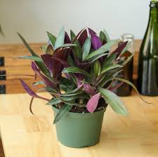 Image result for Tradescantia spathacea
