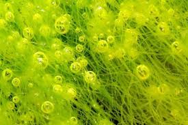 Urban Algae Farms Could Heat Buildings While Treating Wastewater Green Algae Green Power Algae