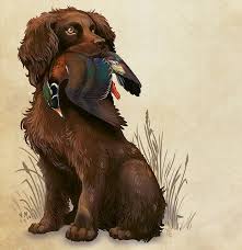 Please verify will us by email or phone before making a deposit. Charleston Sc Boykin Spaniel Charleston Magazine