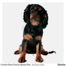 Black And Tan Cavalier King Charles Spaniel Puppy Cavalier King Charles Spaniel Puppy Dog Sticker Zazzle Com In 2020 King Charles Cavalier Spaniel Puppy Spaniel Puppies King Charles Spaniel