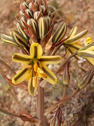 Image result for Albuca nigritana