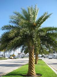 Image result for Arecaceae