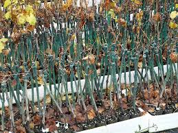 We did not find results for: Plantare Vita De Vie Incep Lucrarile De ToamnÄ Butasi Vita De Vie