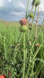 Image result for Carduus leptacanthus