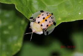 大黑星龜金花蟲aspidomorpha miliaris taiwan taiwan photo l wildlife