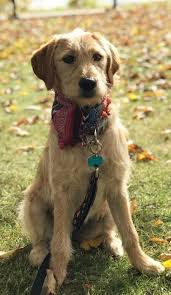 Straight Hair Labradoodle In 2020 Dog Mommy Labradoodle Labradoodle Hair Coat